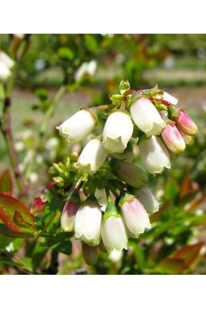 Голубика Река цветы